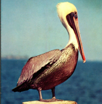 c1955 Pelican in Florida on Piling PlastiChrome Robert Leahey Unposted Postcard - £7.82 GBP