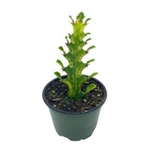 Variegated Euphorbia trigona, Tricolor African Milktree, Varigated African Milk  - £22.32 GBP