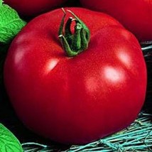 50 Seeds Siberian Tomato Heirloom Seeds For R API D Garden Enhancements - £6.61 GBP