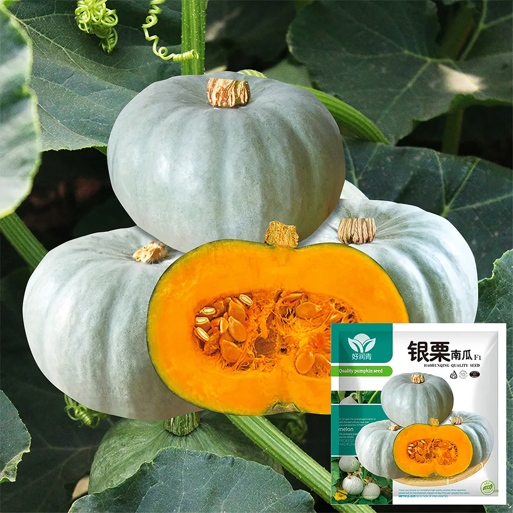 From US 20 pcs Seeds Silver Chestnut Pumpkin Hybrid Seeds High Germination  - $10.88