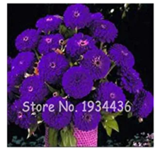 100 Pcs Exotic Zinnia Pretty Pastel Mixed Flower Perennial Spring Flower... - $4.68