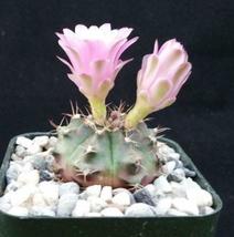 Cacti Gymnocalycium tucavocense damsii cactus Succulent real live plant - £27.98 GBP