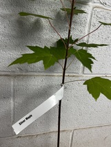 Silver Maple qt pot (Acer saccharinum) image 3