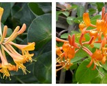 Mandarin Lonicera Honeysuckle Vine Plant - Approx 4-6 Inch - £31.19 GBP