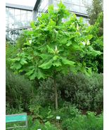 10 Seeds Ashe&#39;s Magnolia (Magnolia Ashei) From US - £7.76 GBP