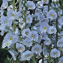 USA Seller 30 Blue Streak Veronica Perennial Flower Seeds Fast Shipping - $21.51