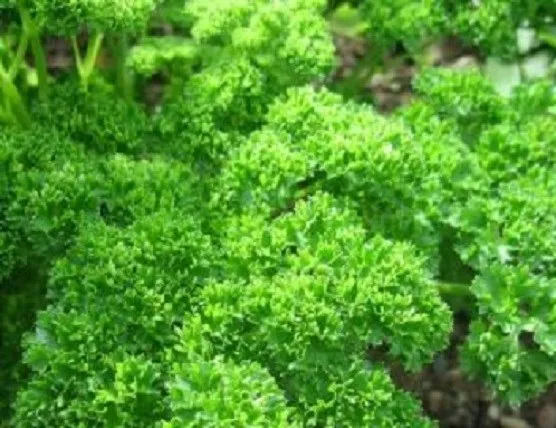 3000 Parsley Moss Curled Herb Seeds Fresh New - £8.97 GBP