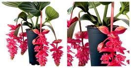 Live Well Rooted STARTER Plant Royal Intenz Magnifica Medinilla Plant - £65.30 GBP