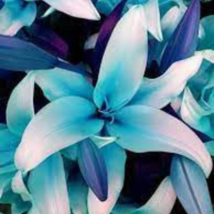 Blue Heart Lily Potted Plant Bonsai Lily Flower 50 PCS Seeds - £6.97 GBP