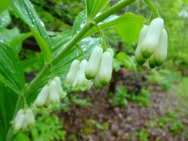 VT 10 Seeds Solomon&#39;S Seal Shade Perennial Groco Fast Ship - $9.39