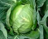 Copenhagen Market Early Cabbage Seeds, NON-GMO, Variety Sizes, FREE SHIP... - $1.97+