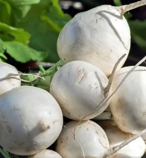 Seven Top Turnip Seeds 500+ Seeds Non Gmo Fresh Garden - £3.17 GBP