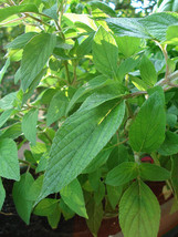 Mint Pepper Peppermint Herb Perennial - 375 Seeds  - $9.89
