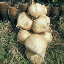 USA SELLER 15 Thaijicama Seeds Mexican Yam Bean Root Man Kaeo HộT Củ SắN... - $11.25