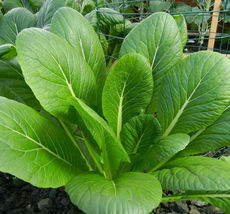 200 Pcs Komatsuna Mustard Spinach Seeds #MNTS - £6.24 GBP