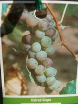 Himrod Seedless Grape Vine 3 Gal. Plants Vines Plant Grapes Vineyards Garden Now - £60.84 GBP