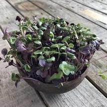 Sango Purple Radish Sprouting Vegetable, 150 Seeds - £9.66 GBP