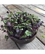 Sango Purple Radish Sprouting Vegetable, 150 Seeds - £9.84 GBP