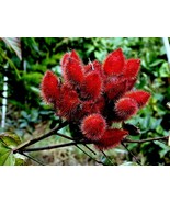 50 Annatto Dye Plant Lipstick Tree Seeds Bixa orellana Tropical Pink Flo... - $23.18 CAD