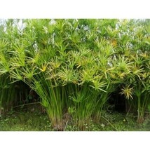 Live Umbrella Palm Tropical Aquatic Marginal Pond Plant - £20.33 GBP