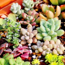 Beauty Mxed Mini Lithops Bonsai Plants Cactus Bonsai Plants - 100 Seeds - $9.53