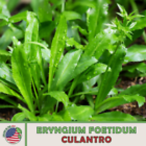 Culantro 200+ Seeds, Mexican Coriander De Alcapate Cilantro Ancho Culantro Recao - £9.31 GBP