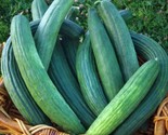 25 Dark Armenian Cucumber Seeds Fast Shipping - $8.99