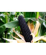 Aztec Black Corn Ancient Heirloom 20 Seeds Non GMO Early Seeds Black Fli... - $4.68