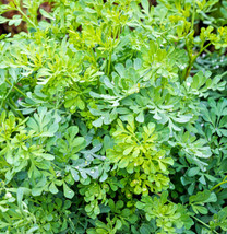 100 Common Rue | Medicinal Herb Seeds | Garden Rue (Ruta graveolens), p - £6.06 GBP