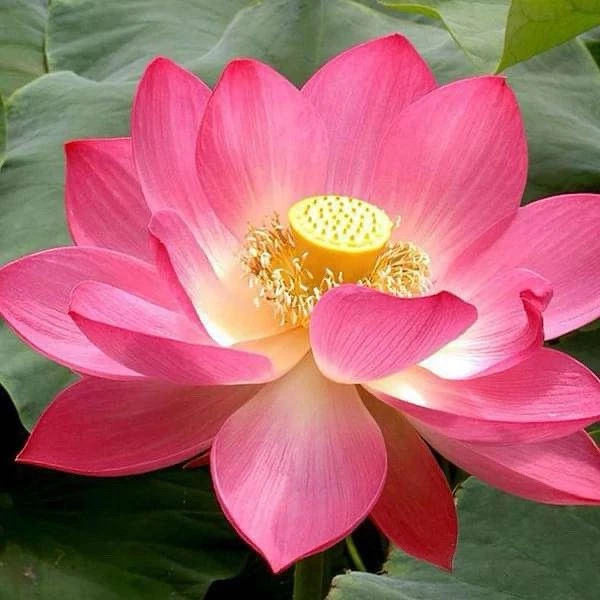 20pcs Mixed Color The Sacred Bonsai Lotus Flower Seeds Indoor Outdoor Pond - $19.84
