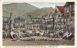 Santa Catalina Island Ca~Half Day Catch Of ALBICORE-2 Tons Of Fish Postcard 1923 - £3.96 GBP