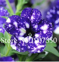 100  pcs Funny Climbing Plants for Home Garden Planting Planting Petunia Plant F - £3.57 GBP