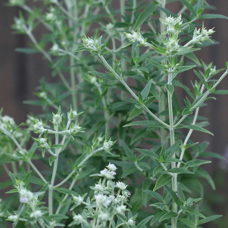 1000 Mountain Mint Seeds - $12.98