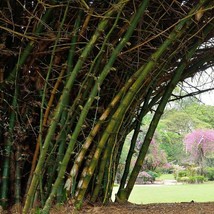 10 Bambusa Bambos Giant Thorny Bamboo Seeds For Planting   - $19.50