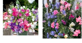 Dwarf Sweet Pea Bijou Mix Seeds | Fresh Garden Seeds - £13.28 GBP+