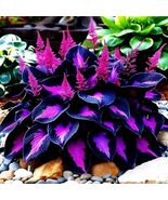 hosta plants seeds 100 pcs mix - $3.75