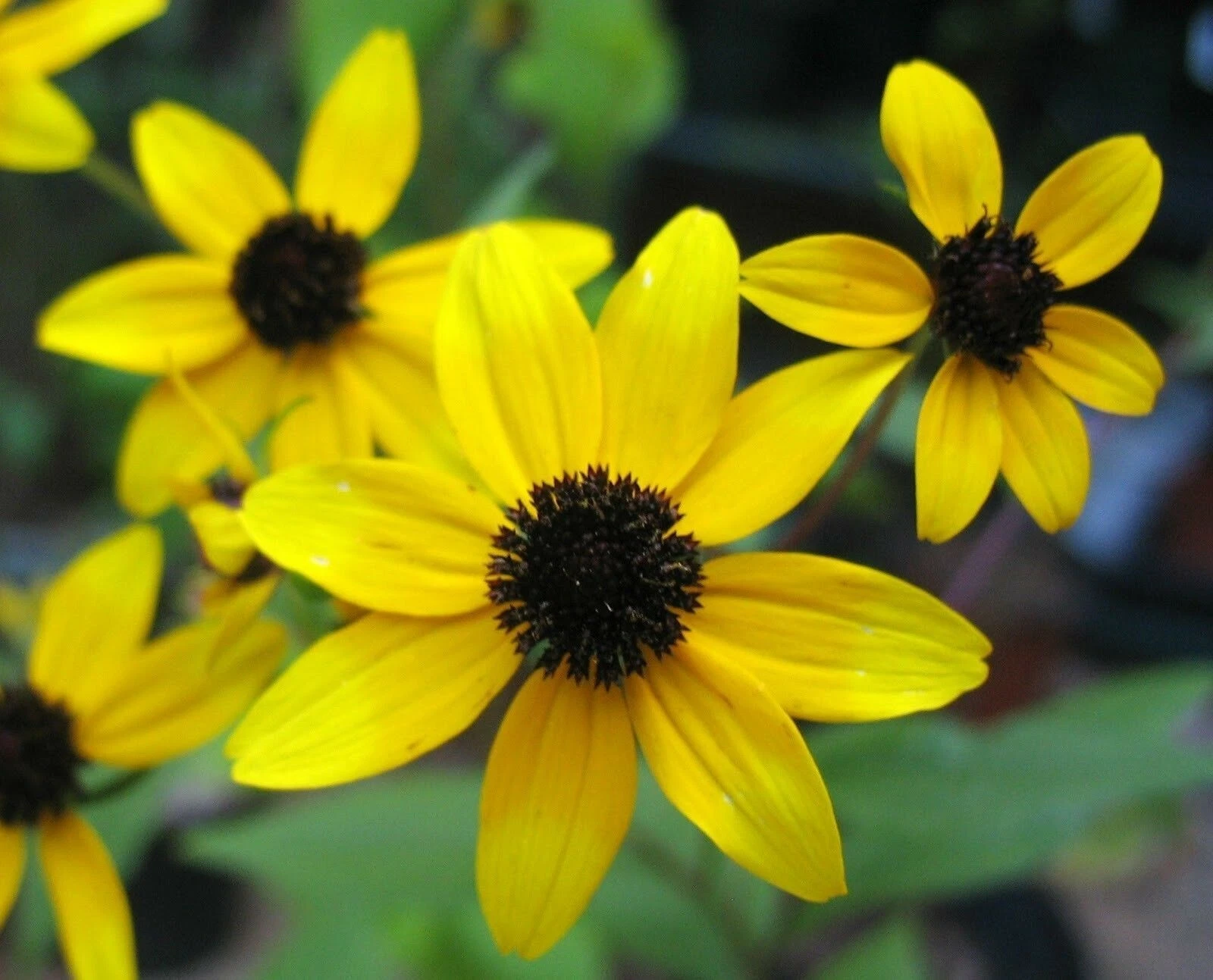 RUDBECKIA TRILOBA - BROWN EYED SUSAN - STARTER PLANT - $25.65
