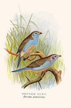 Cordon Bleu or Crimson Eared Waxbill by Frederick William Frohawk #2 - Art Print - £17.57 GBP+