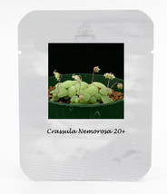 1 Pack 20 Seeds Crassula Nemorosa Seeds Anti Radiation Succulent Plant #Nf401 Fr - $15.48