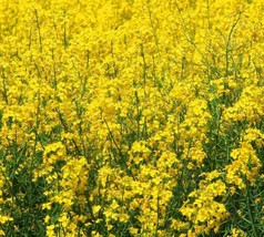 500 Seeds Yellow Mustard Fast Bloom Heirlooms Create Stunning Gardens - £6.44 GBP