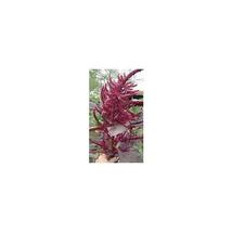 Amaranth Red Garnet Sprouting Grain Heirloom Herb 2,000 Seeds - $8.00