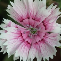 White Bicolor Dianthus Seeds Organic Dianthus Chinensis Seeds White Flower Bulk  - £6.29 GBP