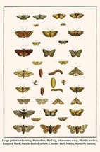 Large yellow underwing, Butterflies, Buff tip, ichneumon wasp, Mottles umber, Le - £17.51 GBP+