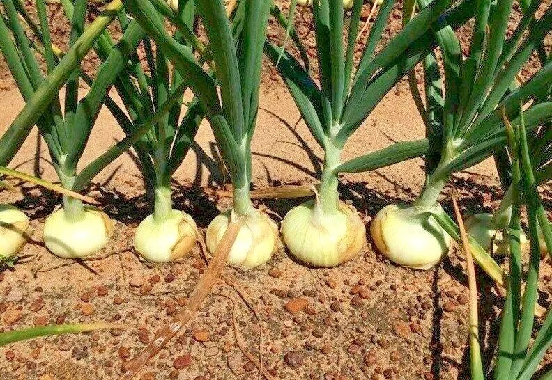 200 Vidalia Sweet Onion Seeds Organic Spring Fall Vegetable - £3.67 GBP