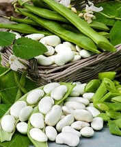 Giant beens seeds - butter beans - 30 seeds - beans from prespes greece - code 4 - $7.49