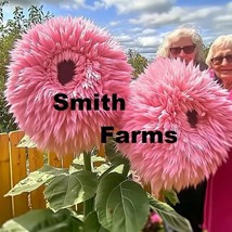 50+ Seeds Fluffy Pink Teddy Bear Sunflowers Planting Sun Flowers - $6.04