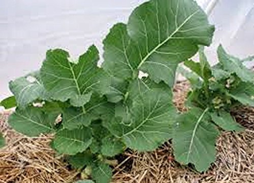 Collard Greens Seeds, Georgia Southern, Heirloom, Organic 499+ Seeds, Non GMO