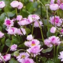 English Daisy Flowers 200 Fresh Seeds Bellis Perennis From US - £6.23 GBP