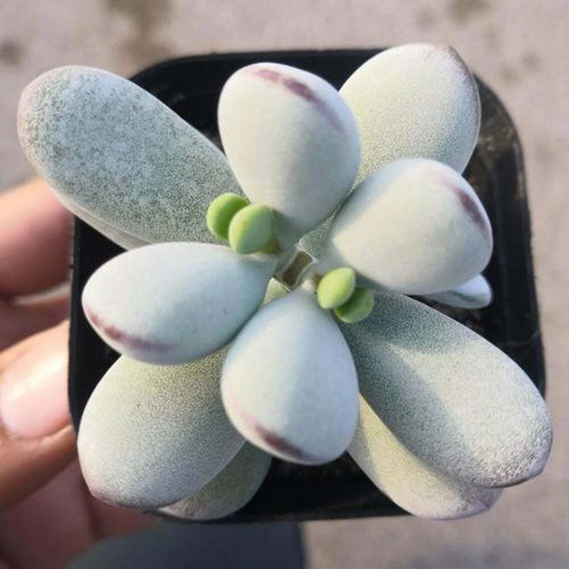 Cotyledon Orbiculata CV. Succulent Plant Rooted in 2&quot; Plant Pot For Indo... - $19.84