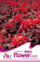 50 Pack Tricolor Amaranthus Perfecta Summer Poinsettia Amaranth Flower Fresh See - £9.66 GBP